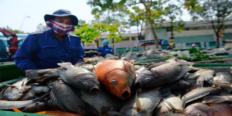 Khi anh em nằm mộng bố mẹ đánh được nhiều rô phi nghĩa là công việc thăng tiến