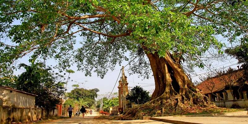 Mơ cây đa đổ xuống không tốt